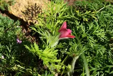 Küchenschellen_Nachblüte_600.webp