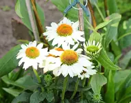 Echinacae purpurea in WEISS_600.webp