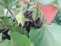 004.webp