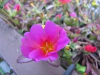 016.webp