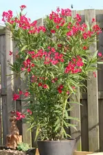 Oleander 120822.webp