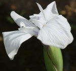 weisse Iris 120822.jpg