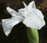 weisse Iris 120822.webp