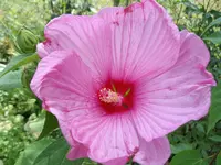 IMGP5618.webp