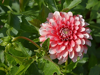 DSC_9776 Dahlie.webp