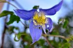 DSC_0009 Clematis.JPG