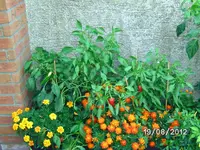 BILD1365.webp