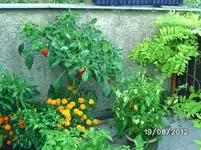 BILD1364.webp