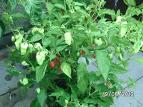 BILD1362.webp