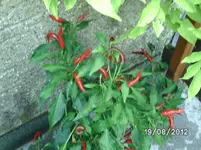 BILD1361.webp