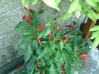 k-BILD1361.webp
