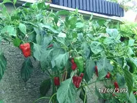 k-BILD1363.webp