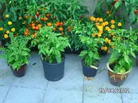 k-BILD1366.webp
