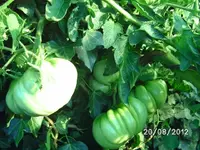 k-BILD1371.webp