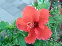 k-BILD1375.webp