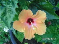 k-BILD1376.webp