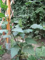 IMG_0981k.webp