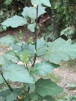 IMG_0986k.webp