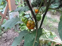 IMG_0993k.webp IMG_0993k.webp