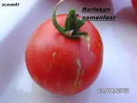 BILD0664.webp