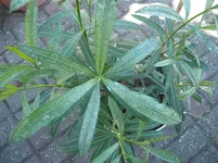 DSCF0502.webp