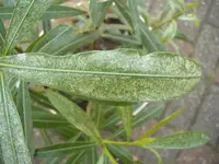 DSCF0501.webp