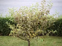 Baum.webp