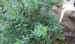 IMG_0152.webp