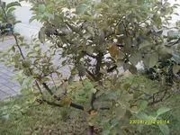 Baum1.webp