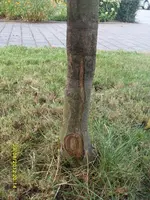 Baum2.webp