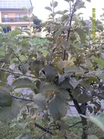 Baum3.webp
