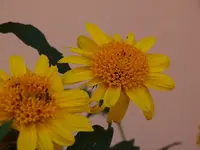 comp_P8228278.webp