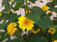 comp_P8228279.webp