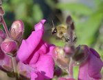 DSC_9785 Hummel im Anflug.jpg