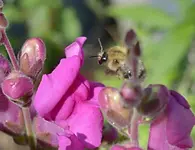 DSC_9785 Hummel im Anflug.webp
