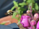 DSC_9787 Hummel im Anflug.jpg