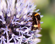 Hummel auf Distel_smaller.webp