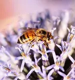 einzelne Biene auf Distel3_smaller.webp