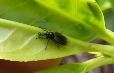 Käfer 3.webp