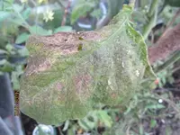 k-IMG_0010.webp