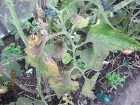 k-IMG_0011.webp