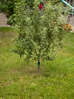 Baum4.webp