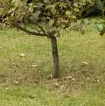 Baum5.webp