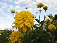 025.webp