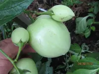 k-IMG_0016.webp