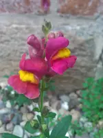 WP_000166.webp