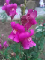 WP_000169.webp