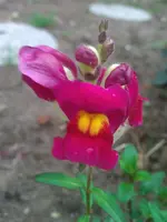 WP_000170.webp