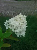 WP_000171.webp