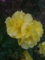 WP_000172.webp